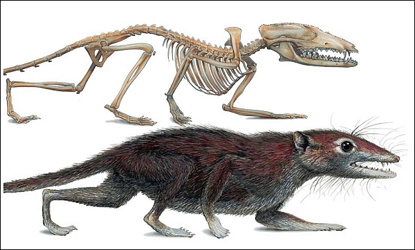 Восстановленный скелет и внешний вид млекопитающего юрского периода Juramaia (изображение Mark A. Klingler / Carnegie Museum of Natural History)