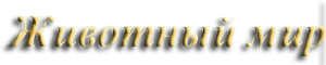 Животный мир
