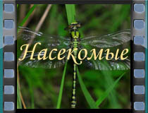 Насекомые
