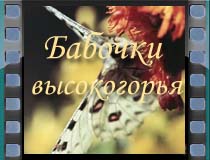 Бабочки высокогорья Бабочки высокогорья