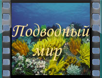 Подводный мир