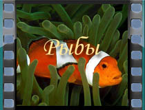 Рыбы