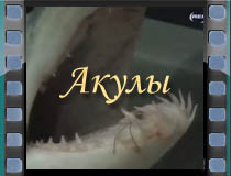 Акулы