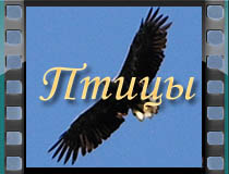 Птицы Птицы