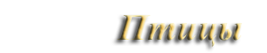 Птицы
