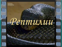 Рептилии